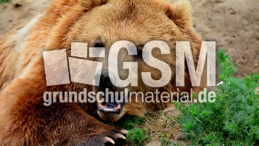 Braunbär_1 (14).jpg